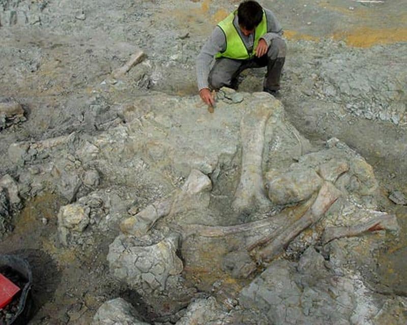 Thousands of dino fossils discovered in Spain