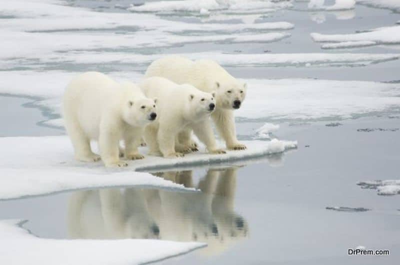 Polar bears on the verge of extinction, USA delays action