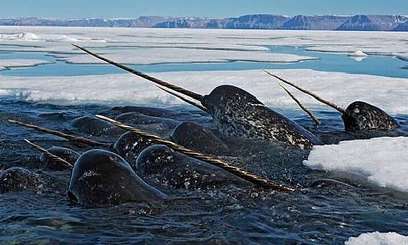 Narwhal, the spiral-tusked Arctic whale