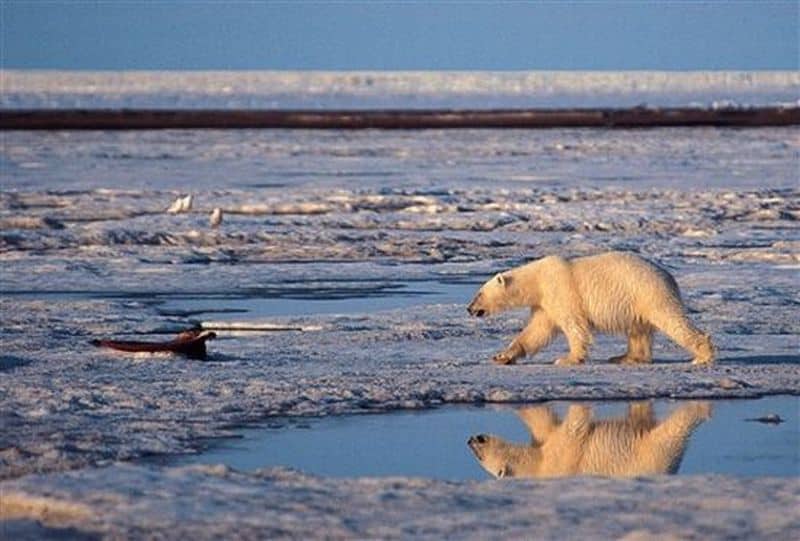 Polar bear to be protected under the Endangered Species Act