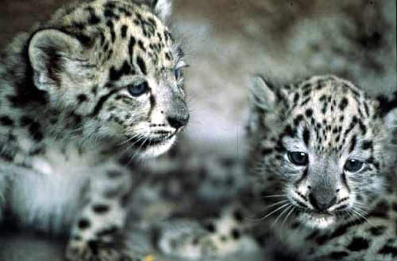 Afghan Snow Leopards face extinction at the hand of poachers