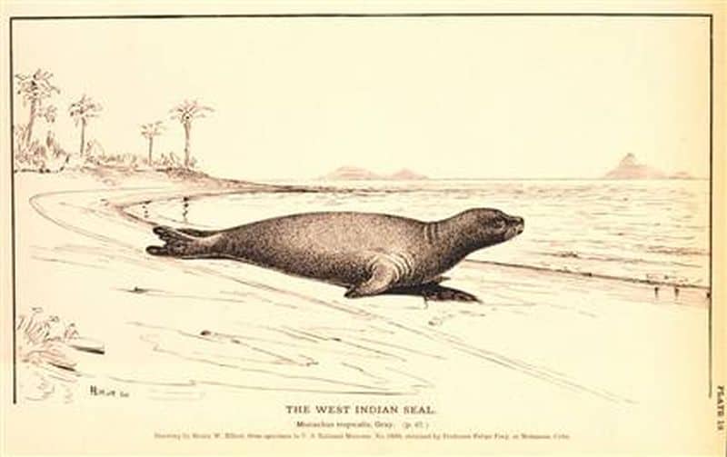 Caribbean monk seal goes extinct