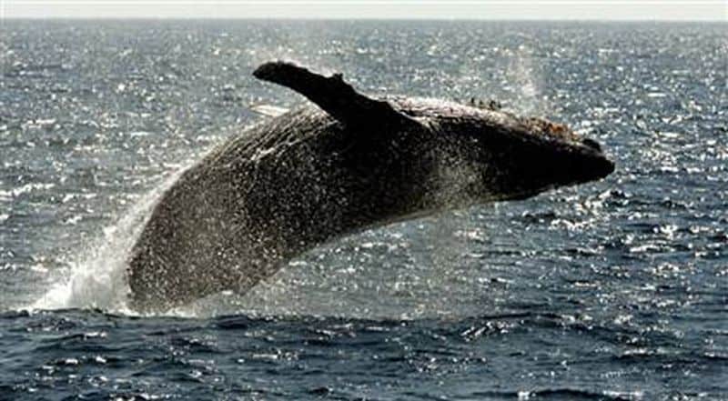 Greenland fails to get quota for Humpback whale hunt