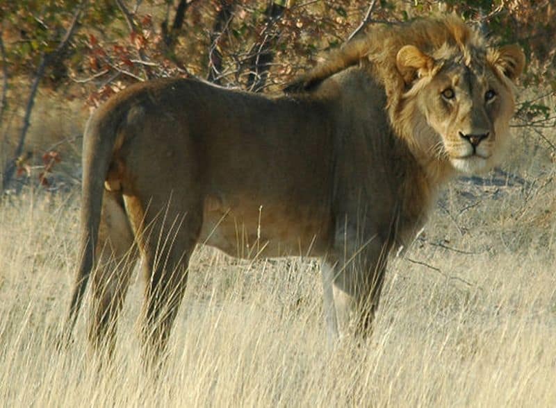 Lions disappearing rapidly from Kenya
