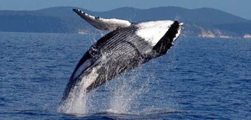 'Scientific' whaling to resume
