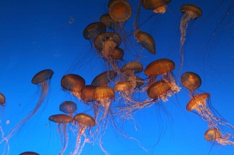 Jellyfish explosion