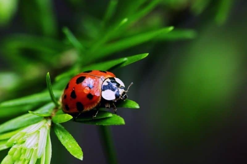 Ladybug beetles vanishing