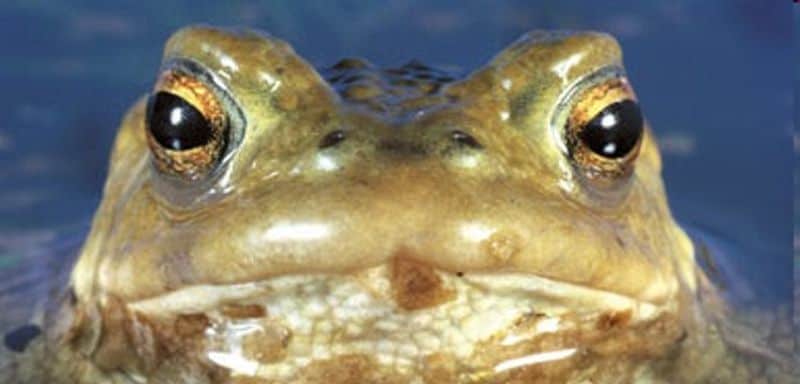 no ‘croaks’ of the amphibians by 2050!
