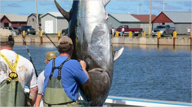 Atlantic bluefin tunas are at risk