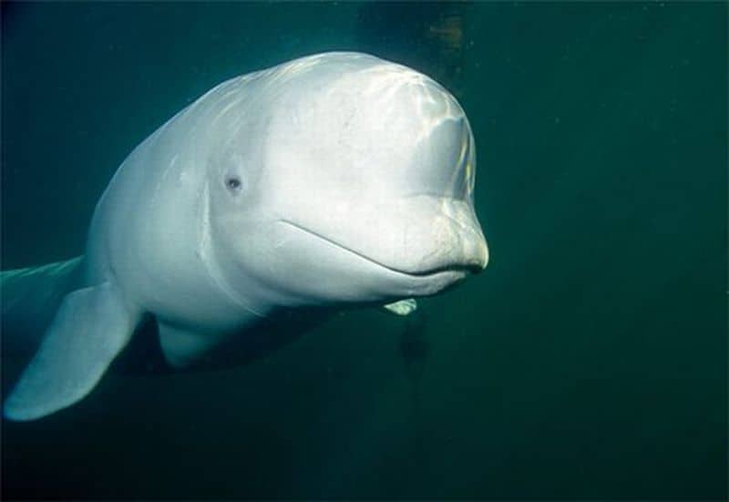 Beluga Whales get attention