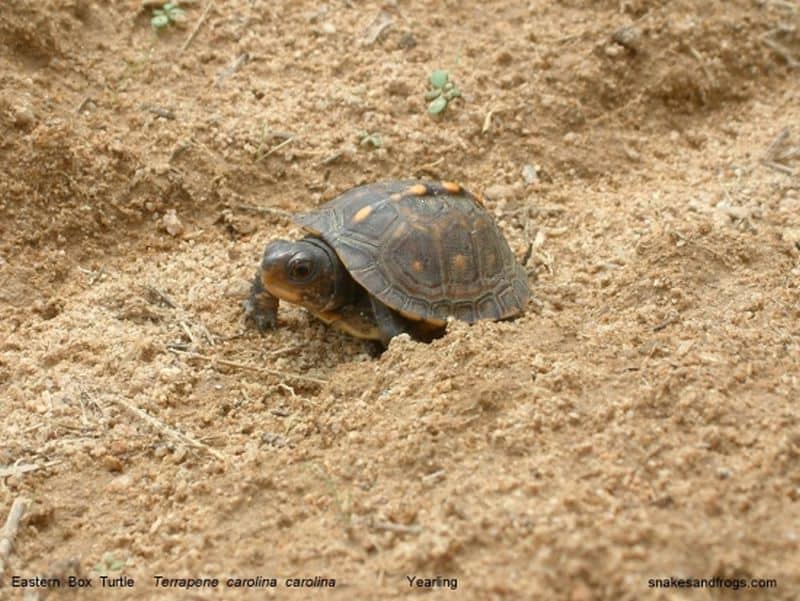 Highway project paves the way for turtles too