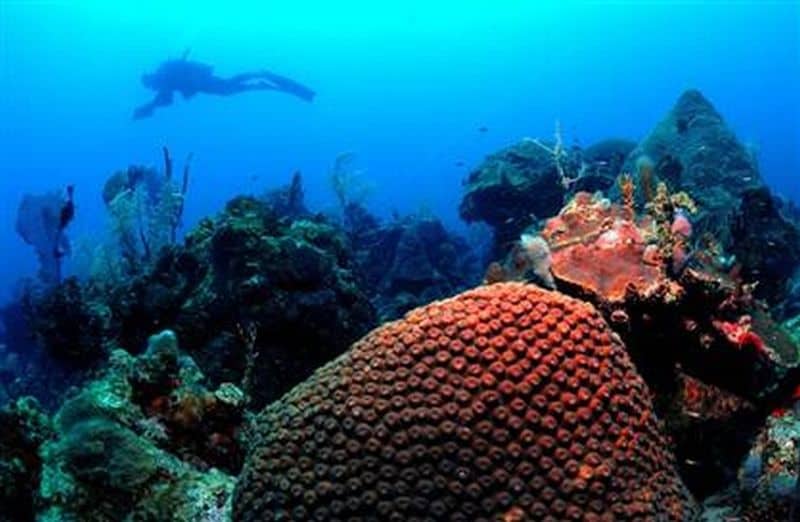 Satellite tracking of ocean waters can save corals
