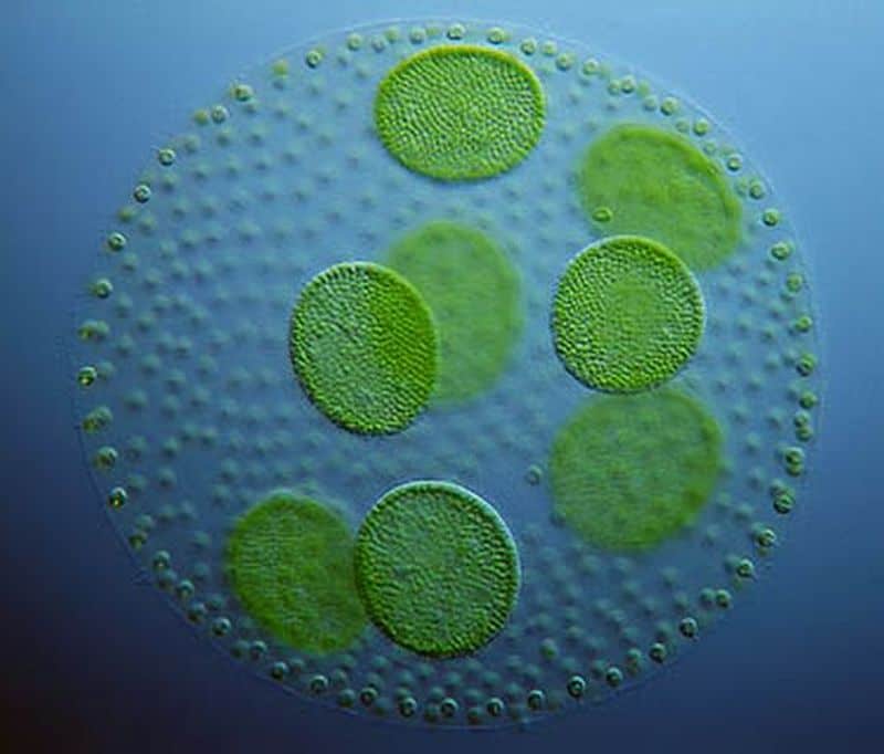NASA to farm algae in oceans for biofuels