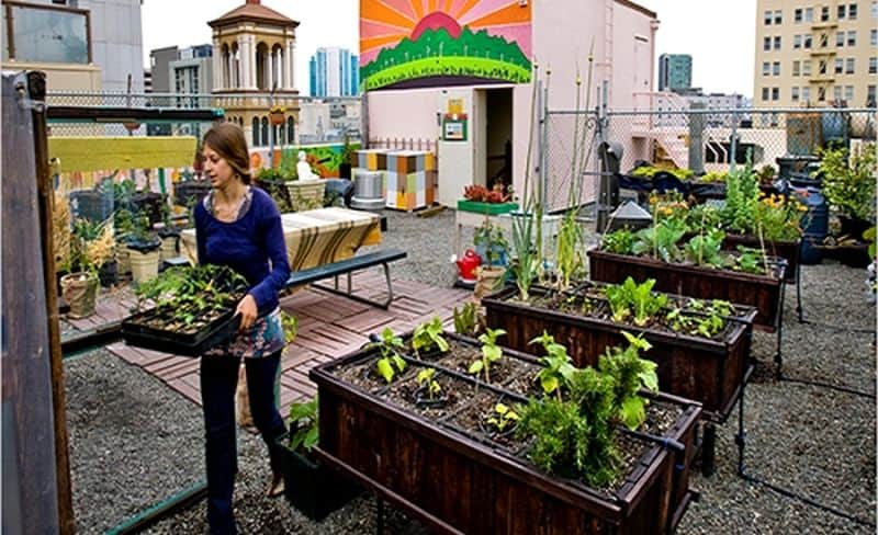 Urban farming thrives with roof gardens