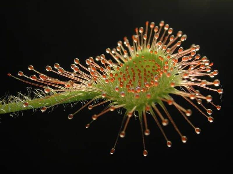 Herbivorous insects fall prey to carnivorous plants