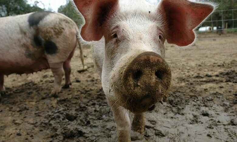 Scottish farm turns pig muck into power - Dr Prem's Life Improving Guide