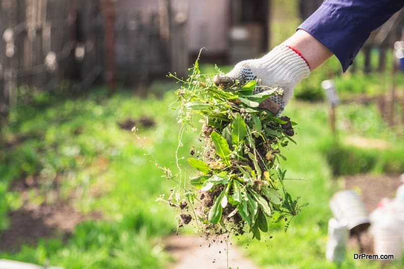 How to remove Weeds from your lawn