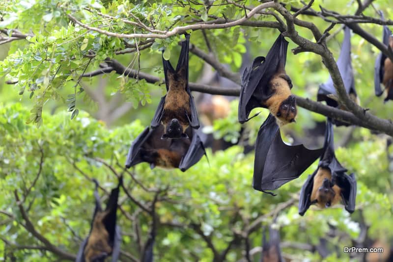 Bats eat thousand of bugs in an hour