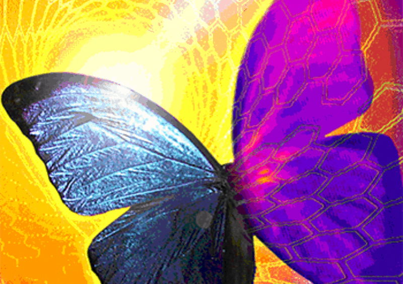 Butterfly Thermal imaging