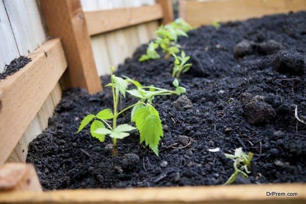 raising your favorite plants in raised garden beds