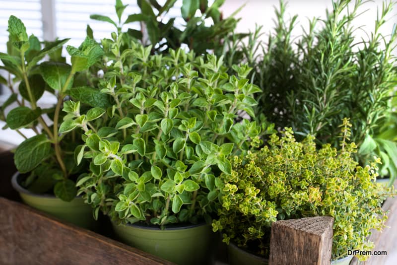 right indoor herbs