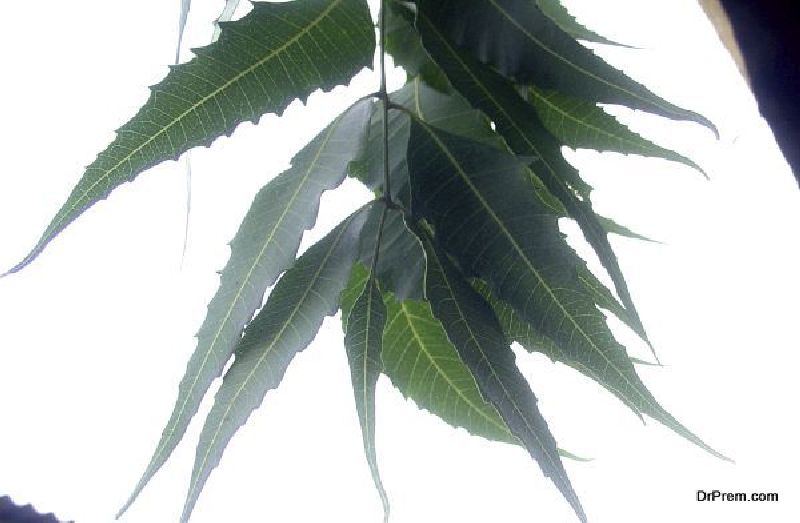 Neem-leaves