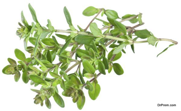 thyme