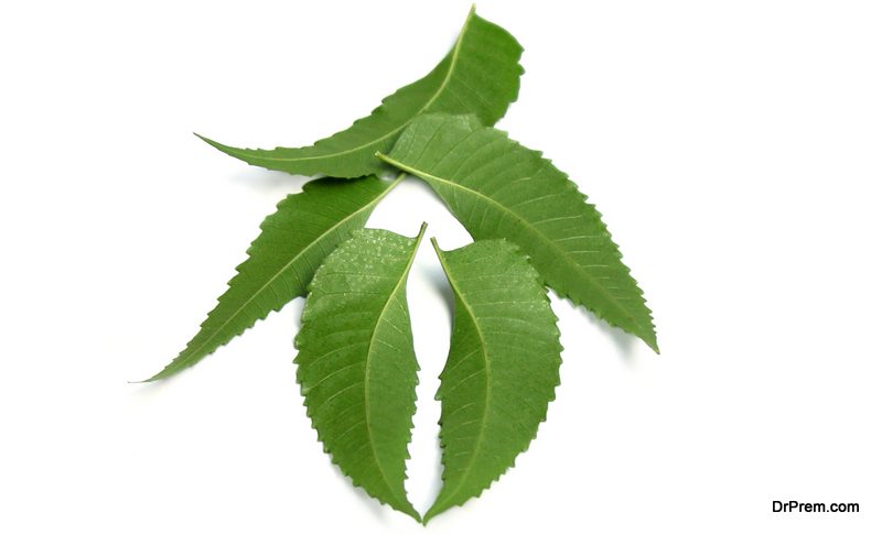 Neem leaves