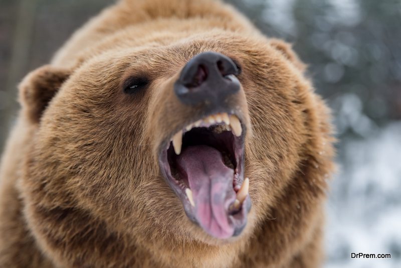 Grizzly bear attack