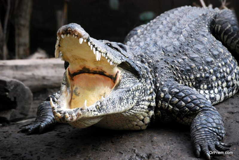 Crocodile mouth open
