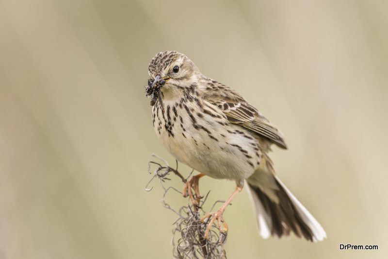 meadow-pipit