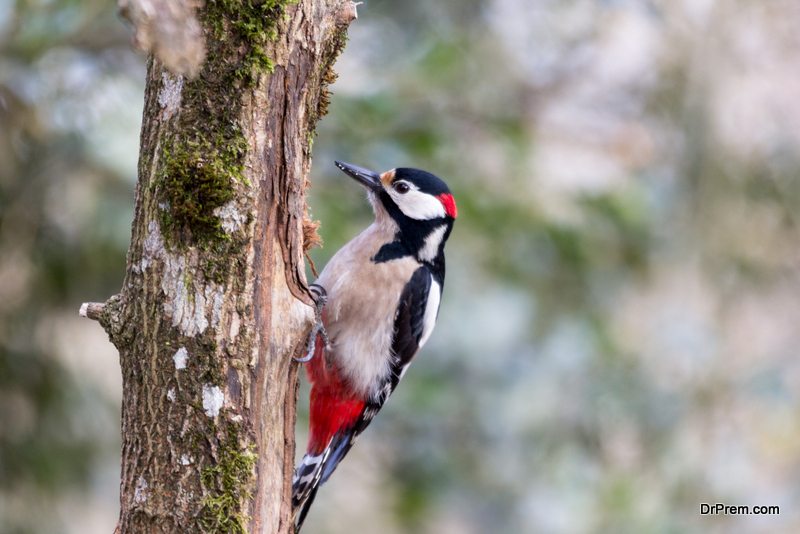 woodpecker