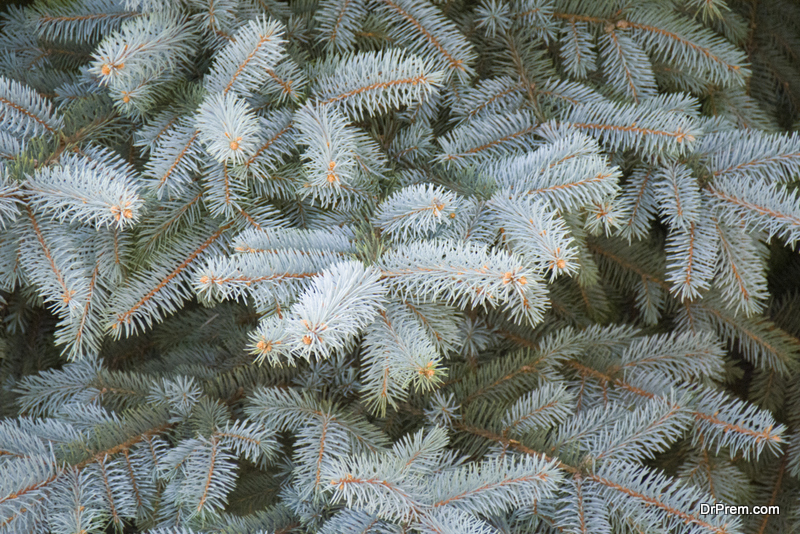 Blue Spruce trees