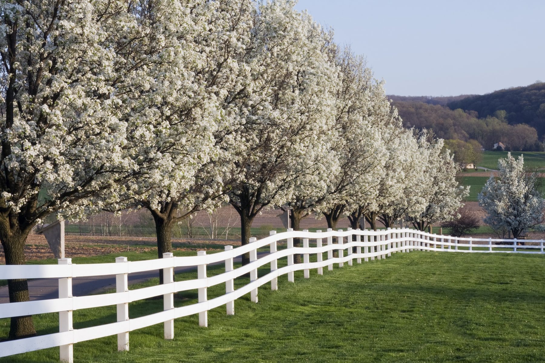 Dogwood-trees