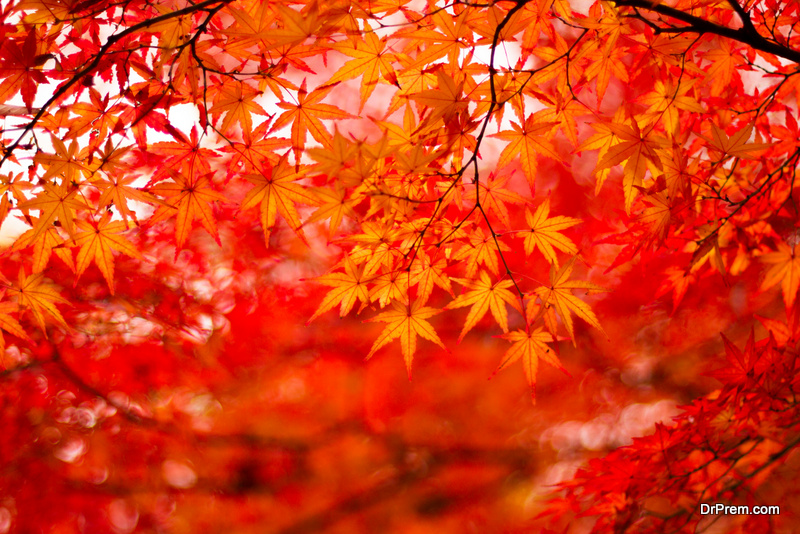 Japanese Maple Trees