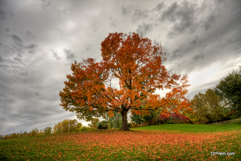 16 best trees for front yard landscaping