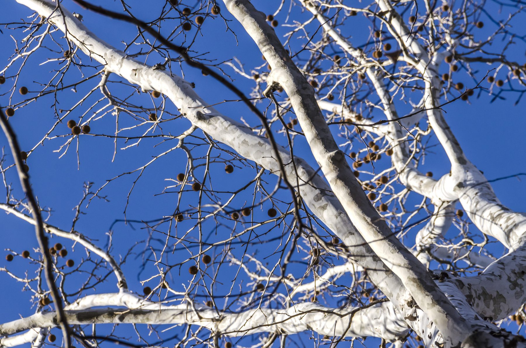 american-sycamore