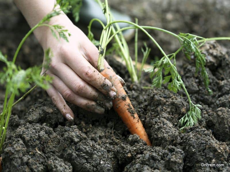 Start-a-Vegetable-Garden