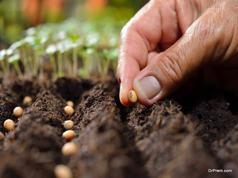 Start-a-Vegetable-Garden