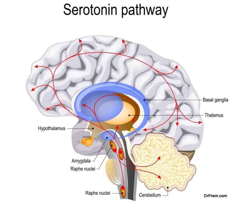 neurotransmitter serotonin in the brain