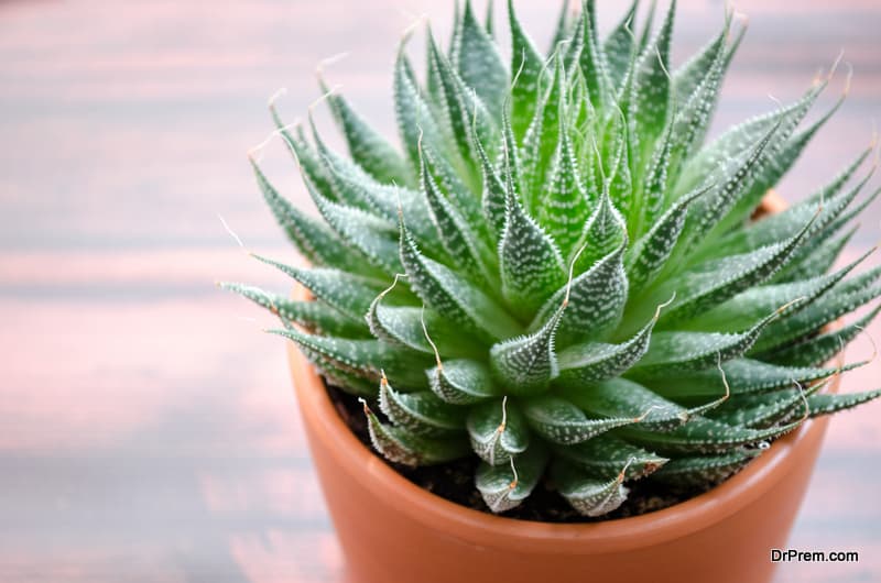 Aloe Vera Plant