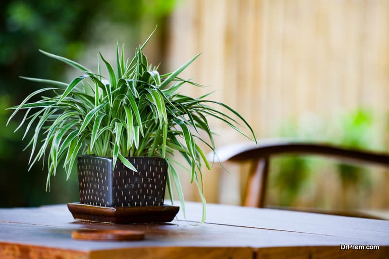 Spider-plant