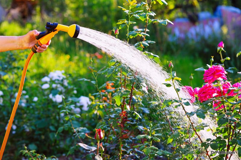 Senior woman hand holding hose sprayer and watering rose flowerbed in garden