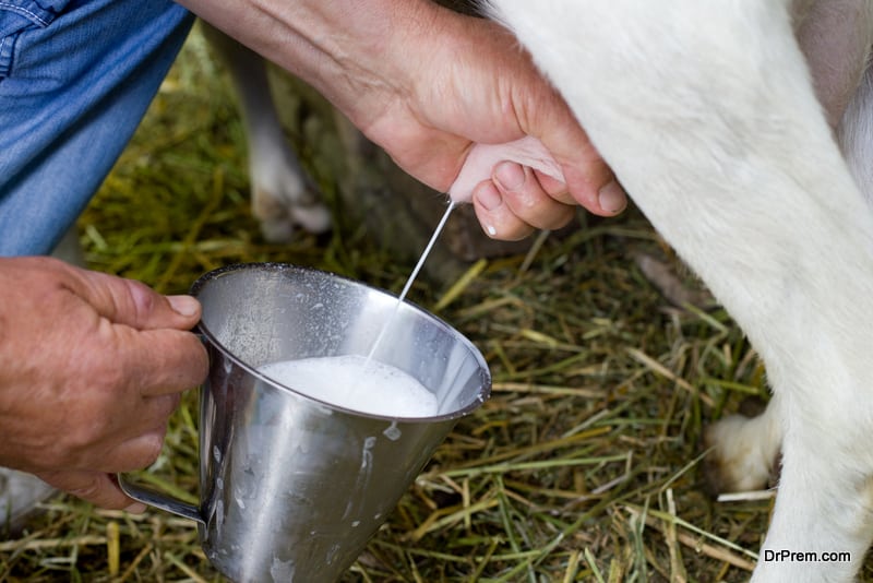 agricultural societies mostly view animals as instruments to help them survive in their lives