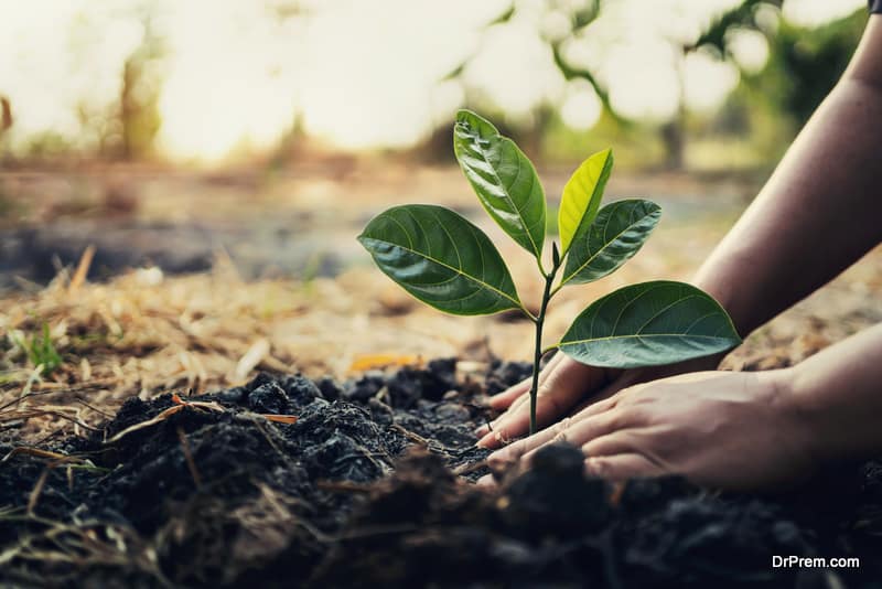 planting tree in garden