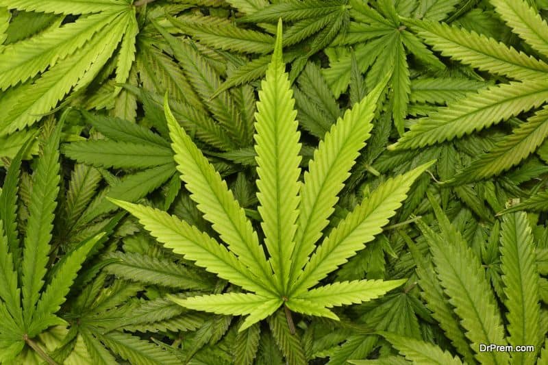 marijuana hemp was consumed in China for weaving cloth