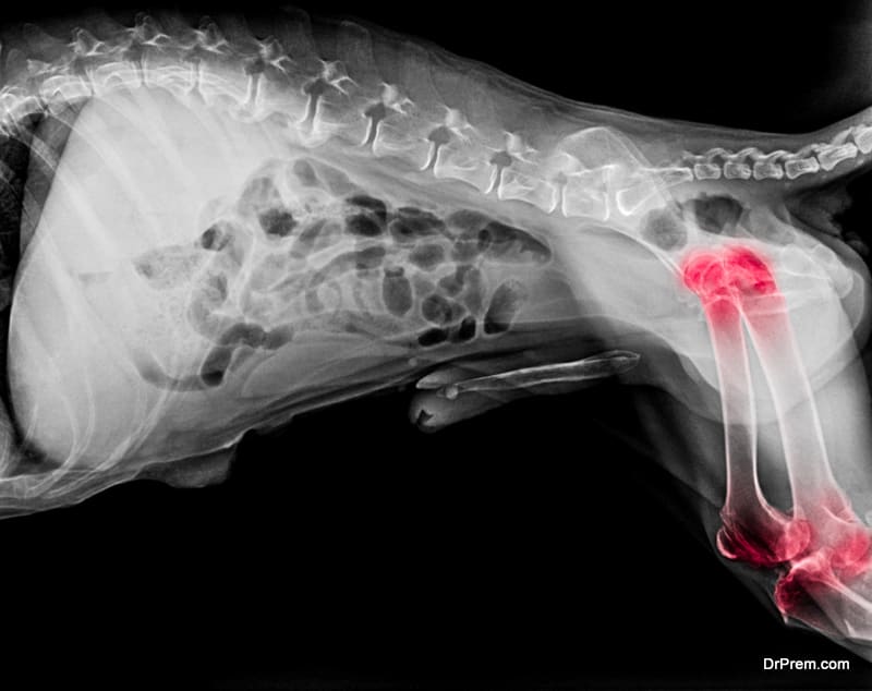 Signs of arthritis in dogs