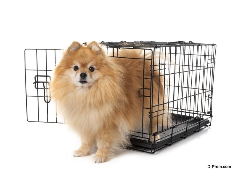 Little dog and cage