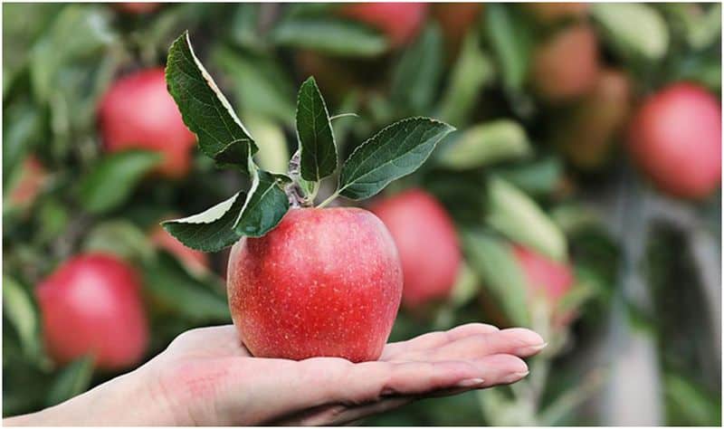 How To Grow Fruit Trees In Your Garden As a Beginner