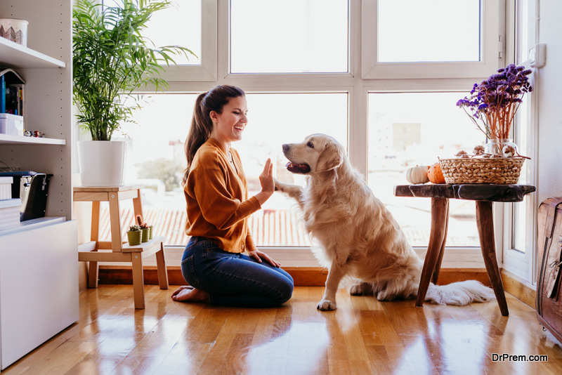 beautiful woman doing high five her adorable golden retriever dog at home